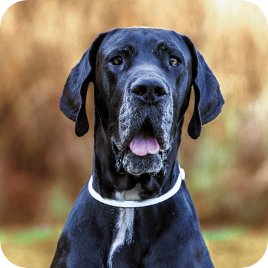 Alano, Mastiff e cani di grande taglia