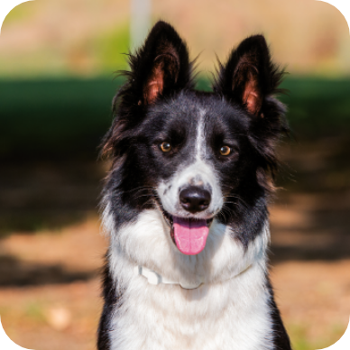 Border Collie e cani di media taglia