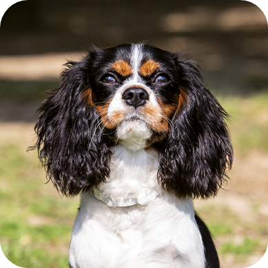 Cavalier King Charles Spaniel, Chihuahua e cani di piccola taglia